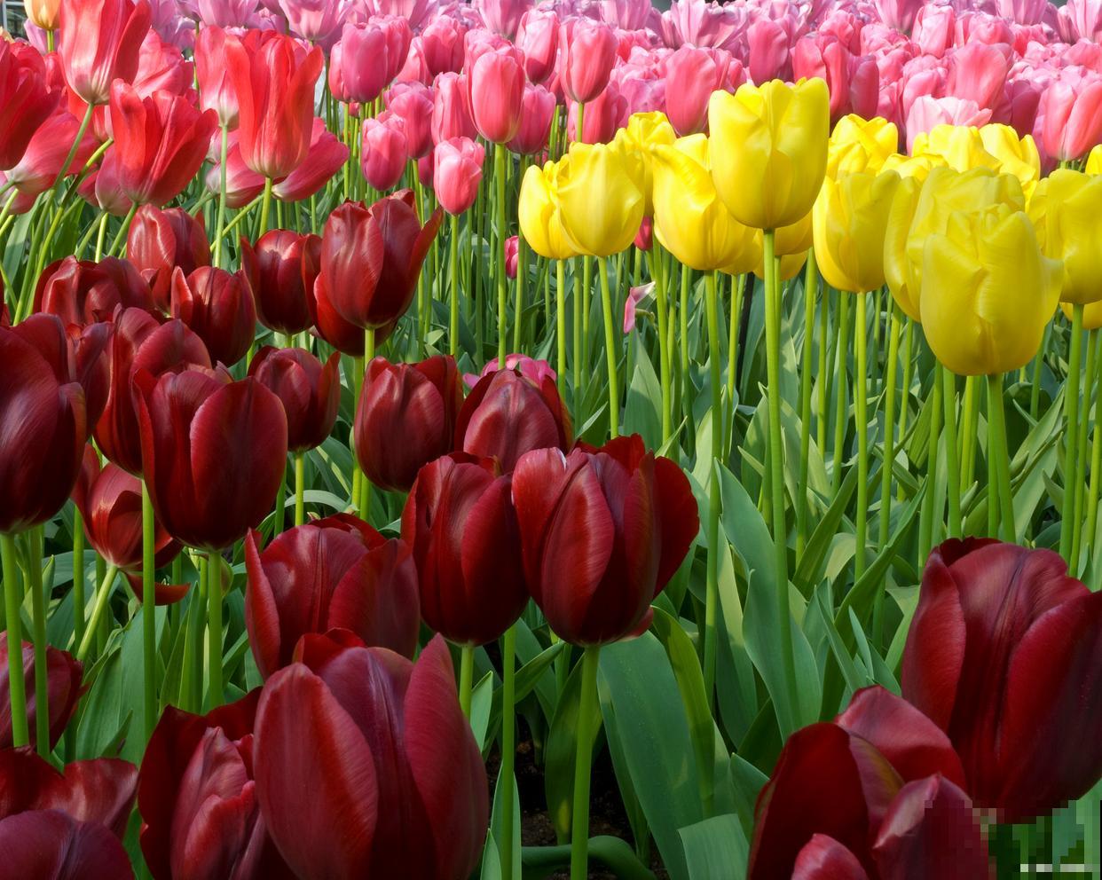 花坛花卉有哪些？