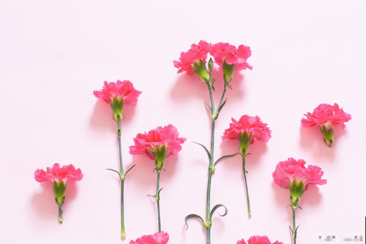 瓶插花花期最长的花