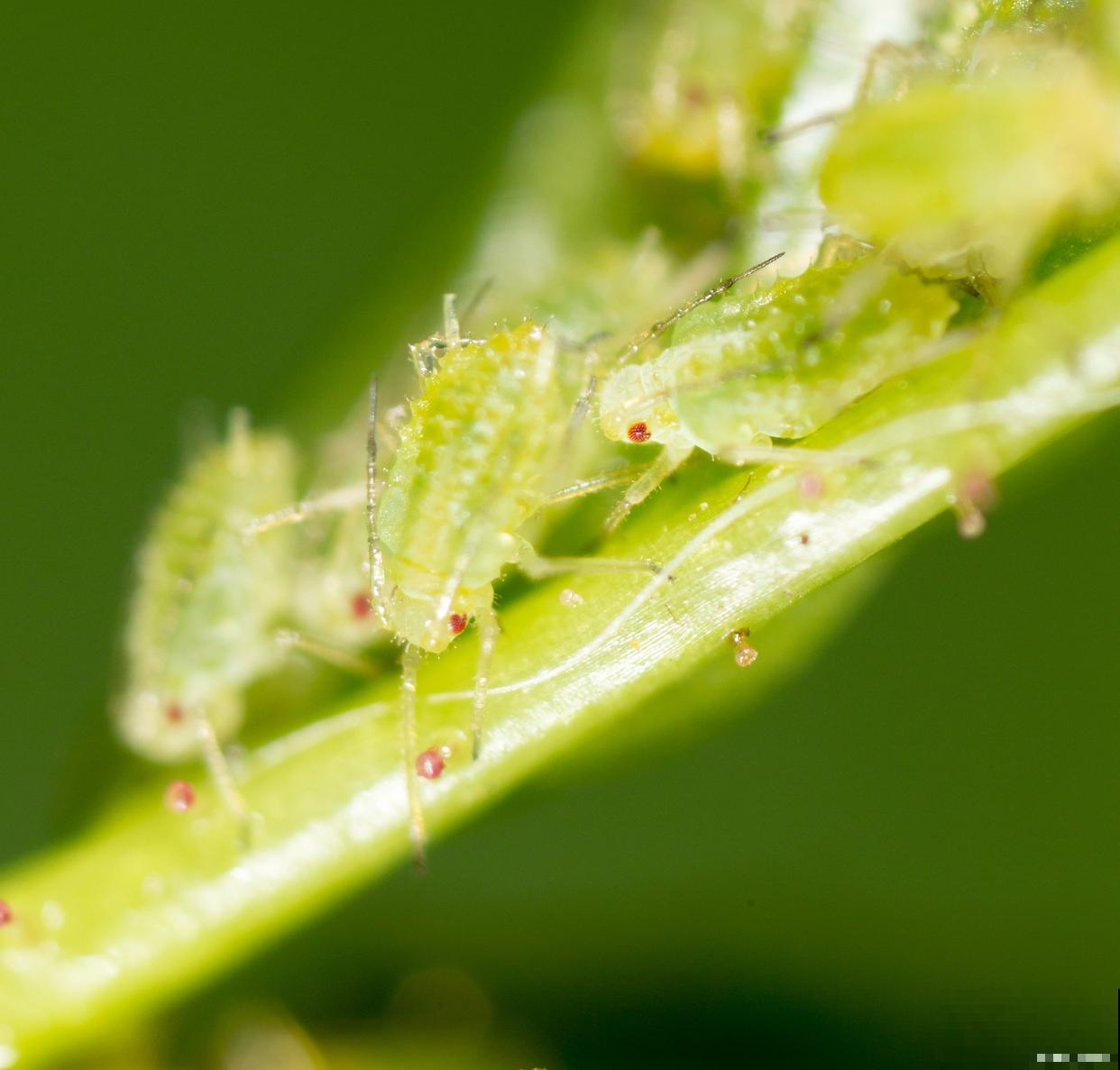 怎么样防治蚜虫？