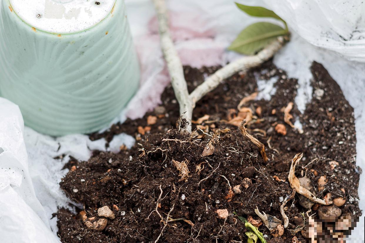 种花下面垫什么? 种花下面垫什么?