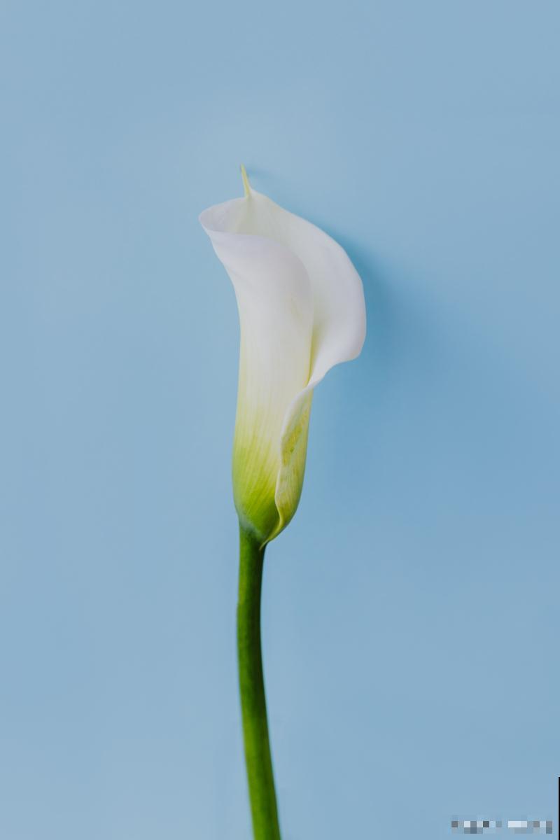 马蹄莲怎么不开花