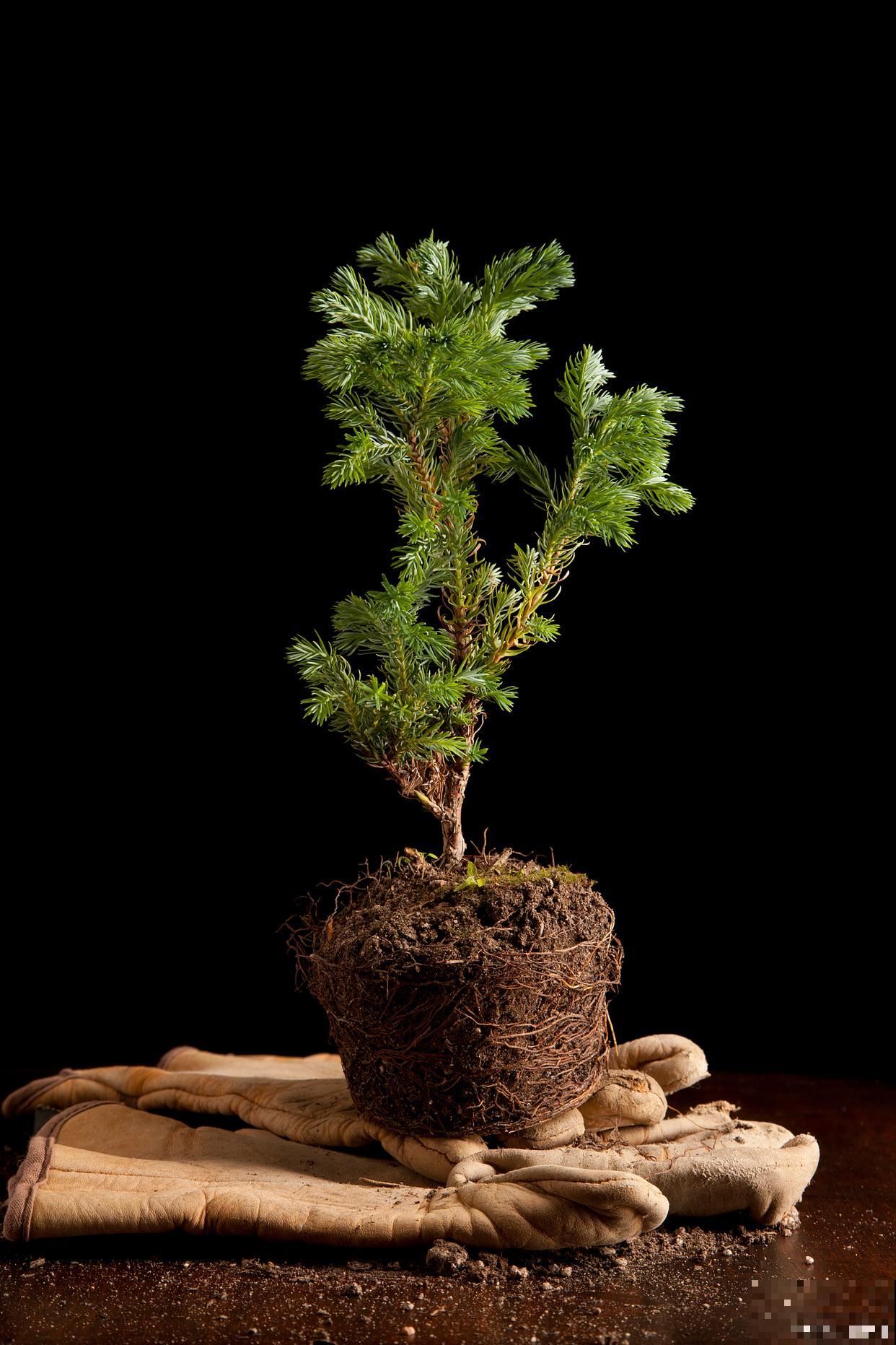 澳洲杉叶枯了怎么养 澳洲杉叶枯了怎么养