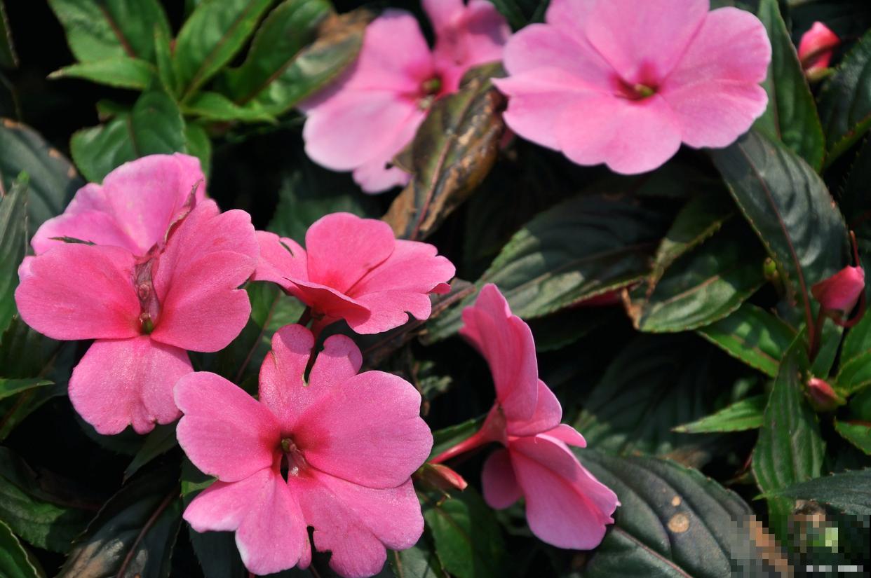 苏丹凤仙花不长叶是怎么回事 苏丹凤仙花不长叶是怎么回事