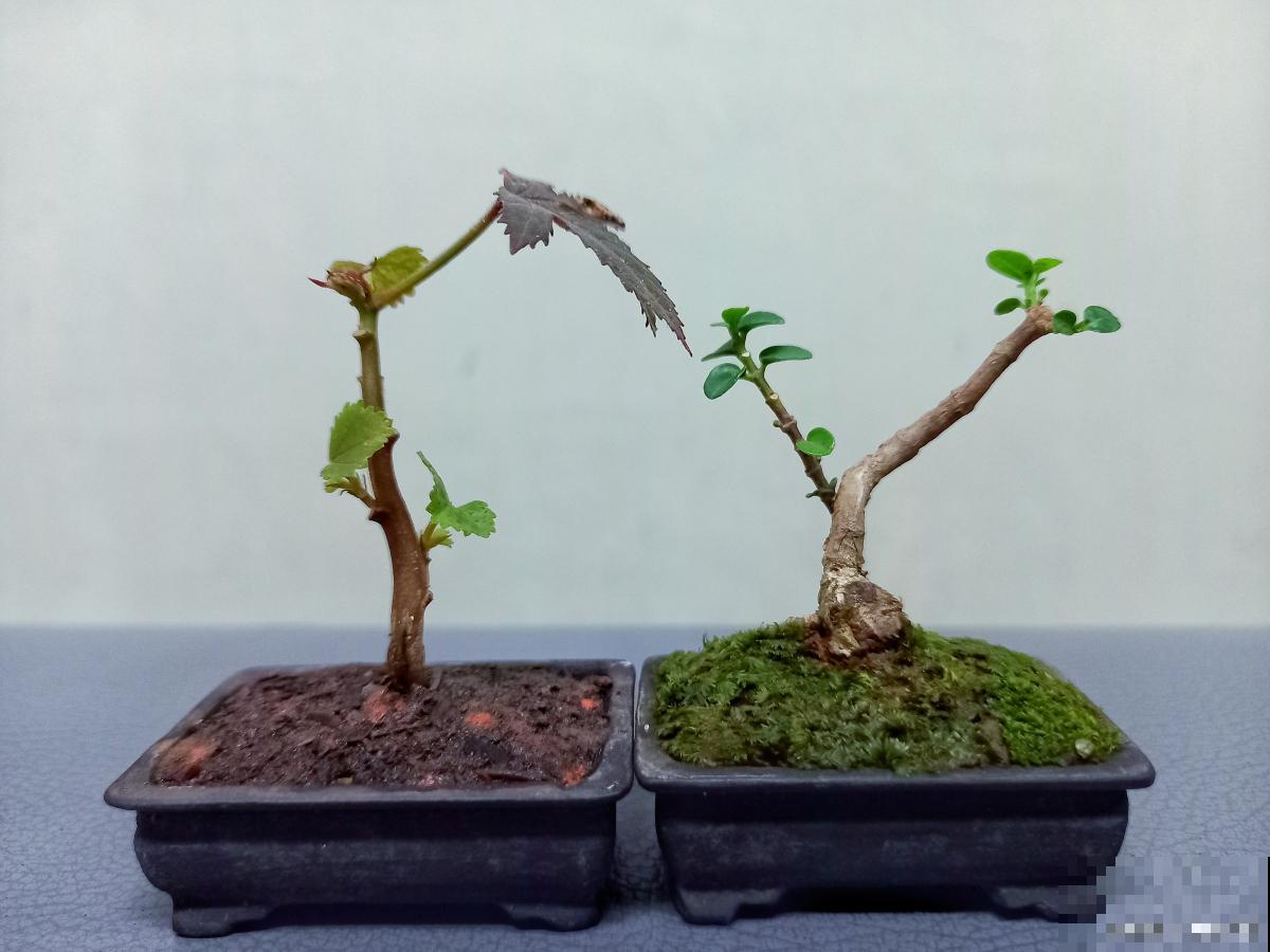 雀梅盆景如何修剪