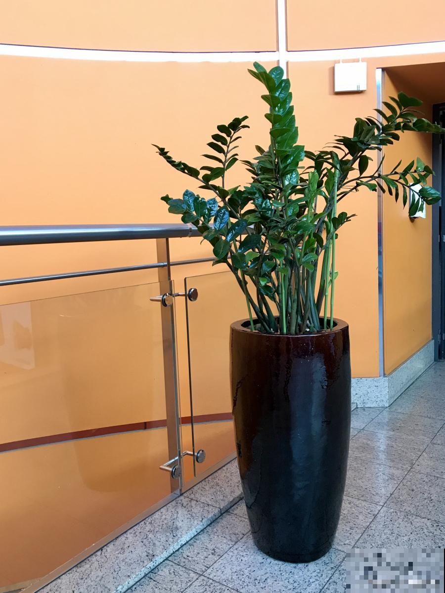 没有阳光的室内适合养什么花