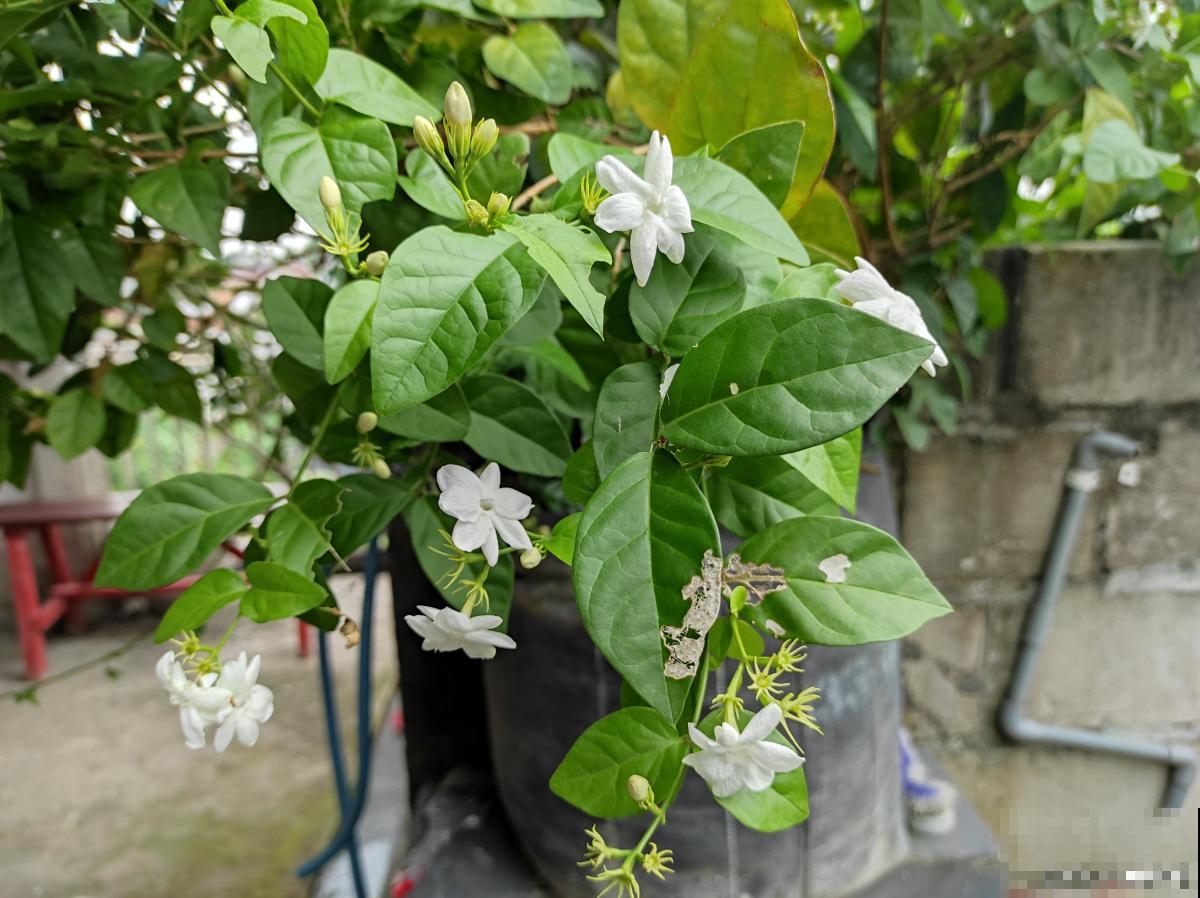 双色茉莉如何修剪 双色茉莉如何修剪