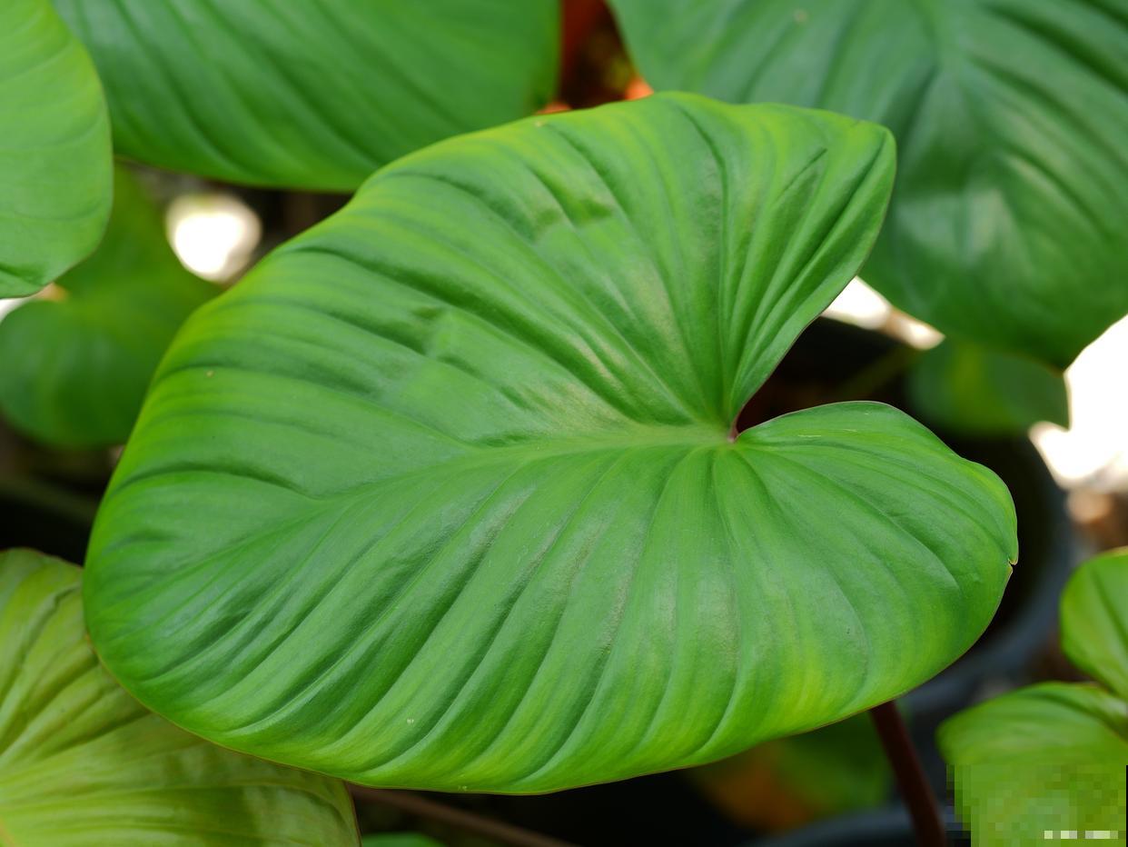 滴水莲叶子发黄怎么办