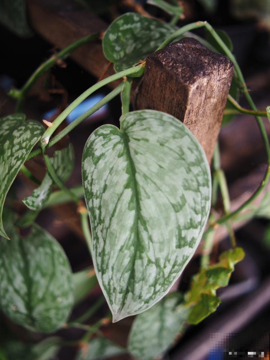 山乌龟藤长了怎么办