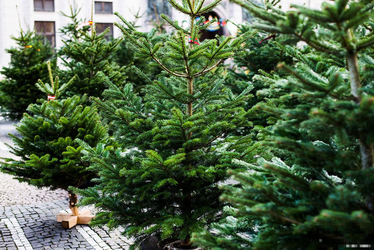 南洋杉盆景怎么修剪