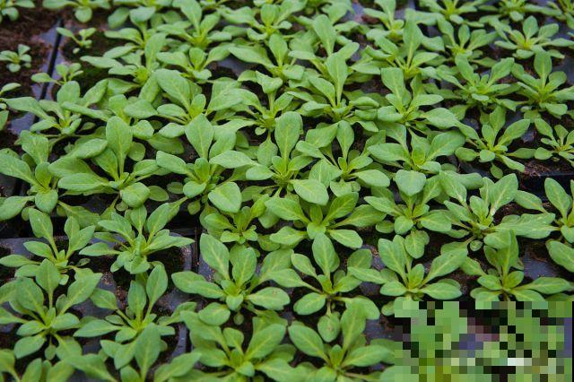 垂盆草的别名是什么