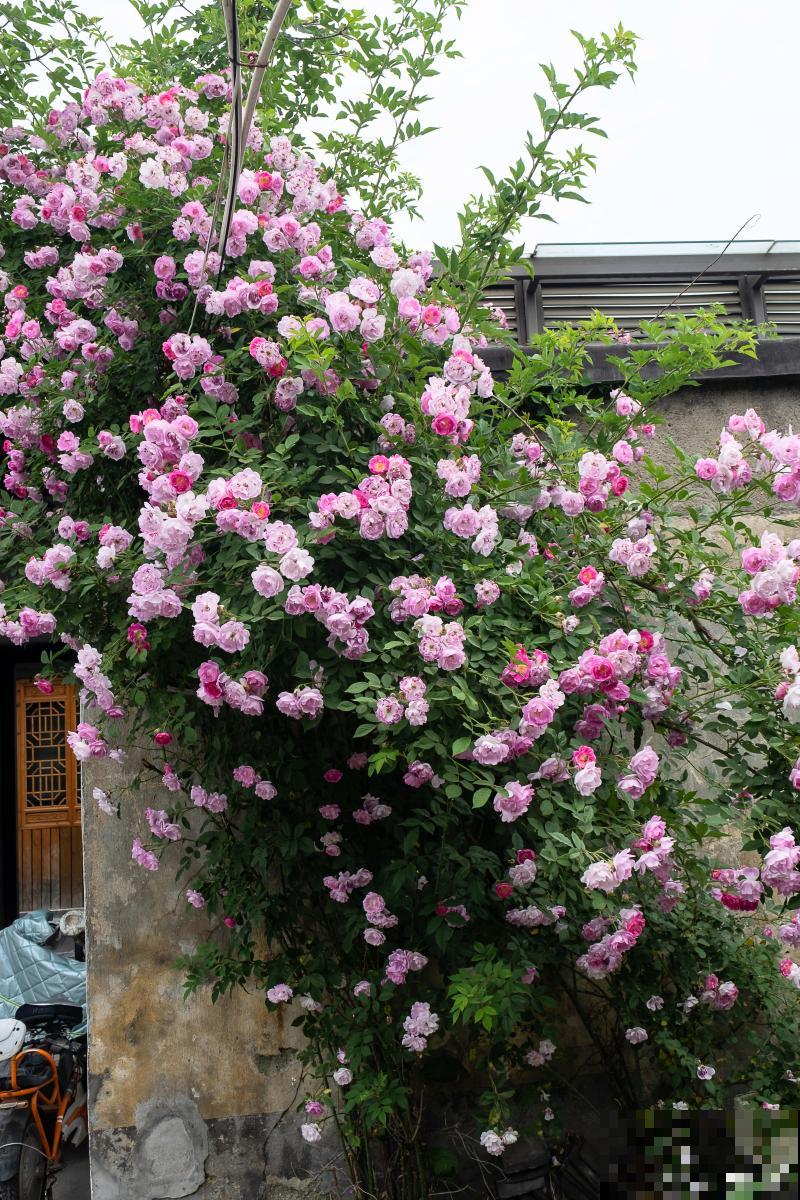 蔷薇花如何修剪？