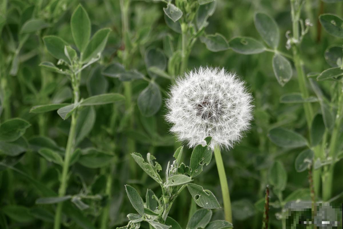 球根类植物有哪些 球根类植物有哪些