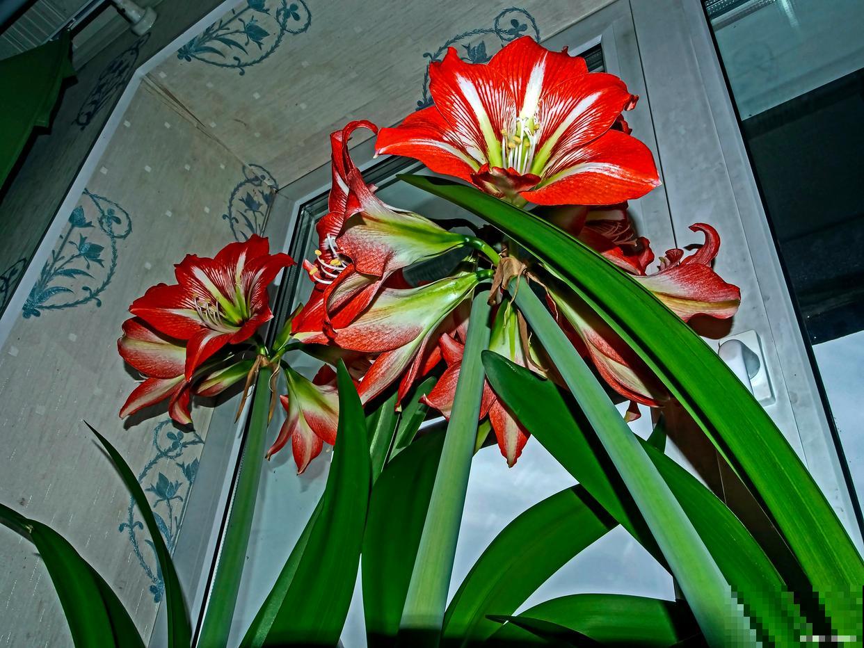 朱顶红换盆时根须处理