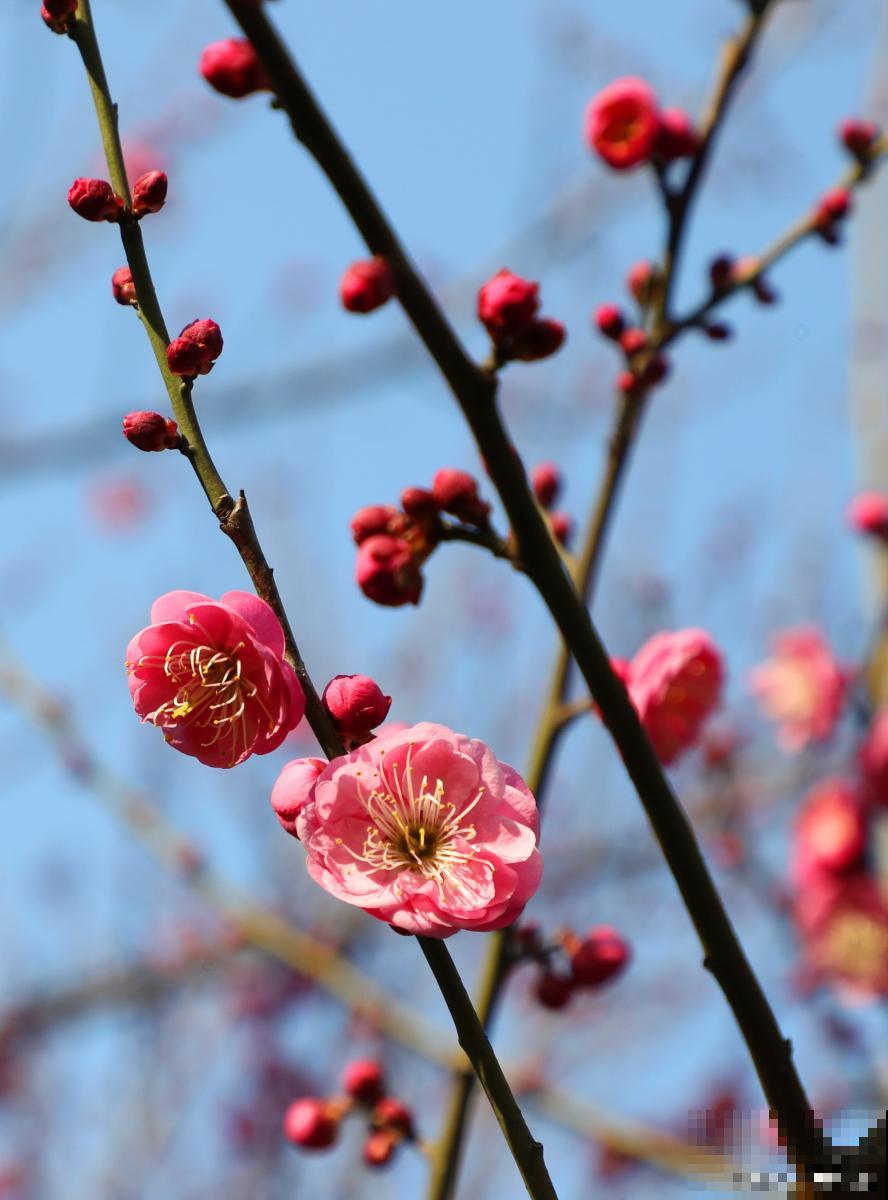 红梅为什么不开花