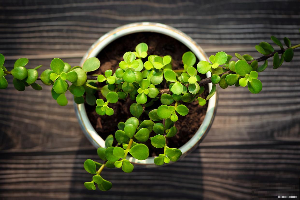 金枝玉叶如何换盆