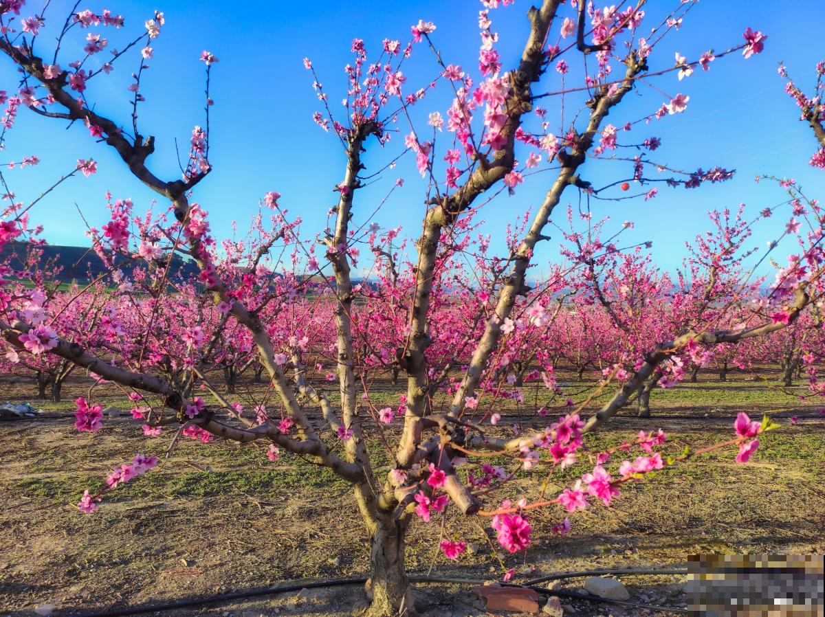 哪些树春天结子？