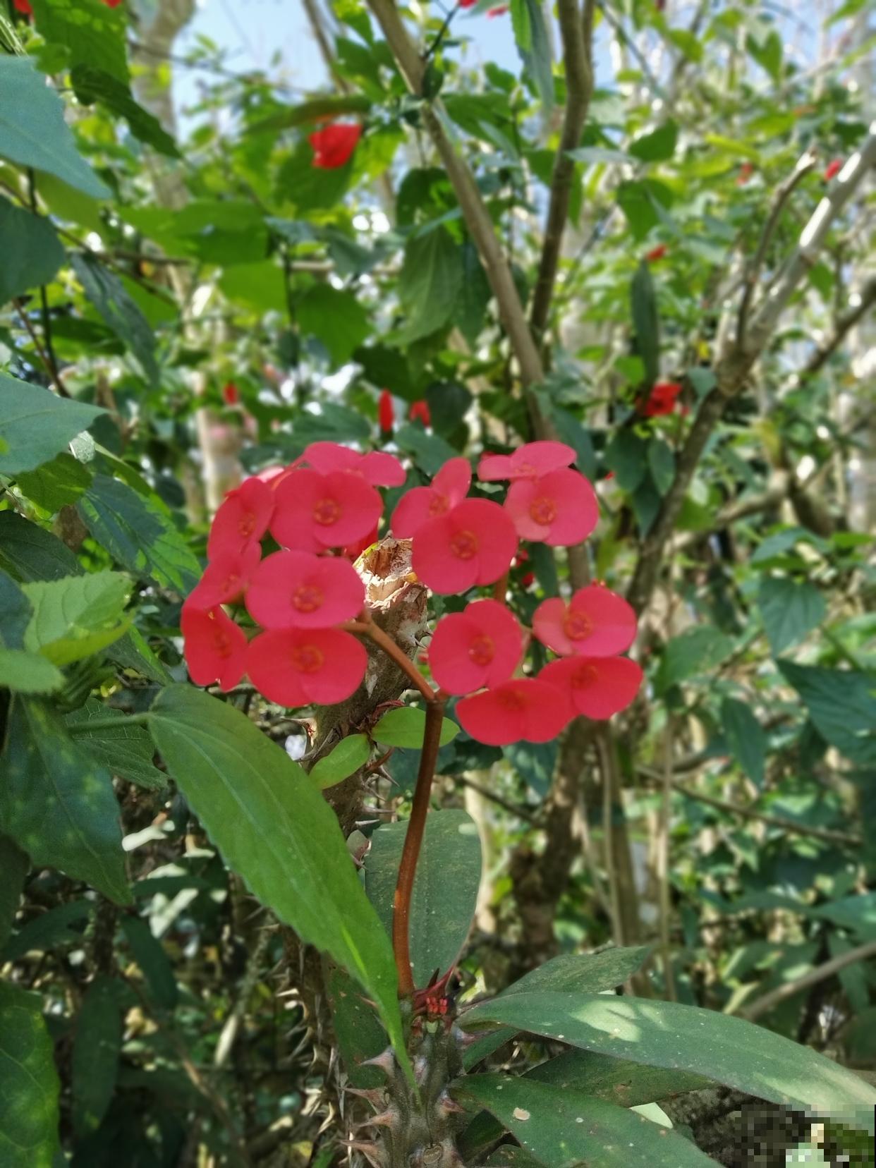 刺梅怎么修剪的? 刺梅怎么修剪的?