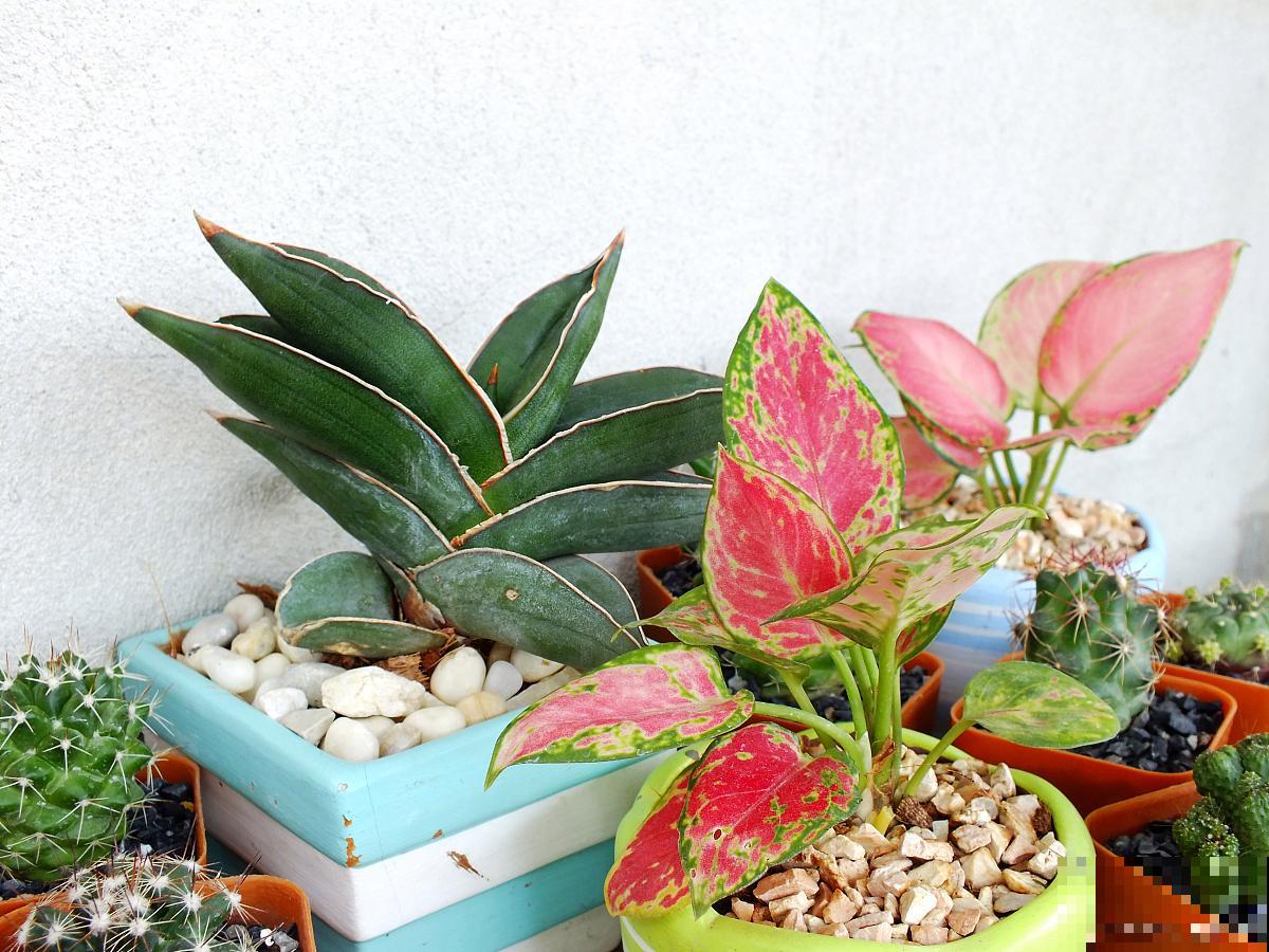 富贵红的养殖方法