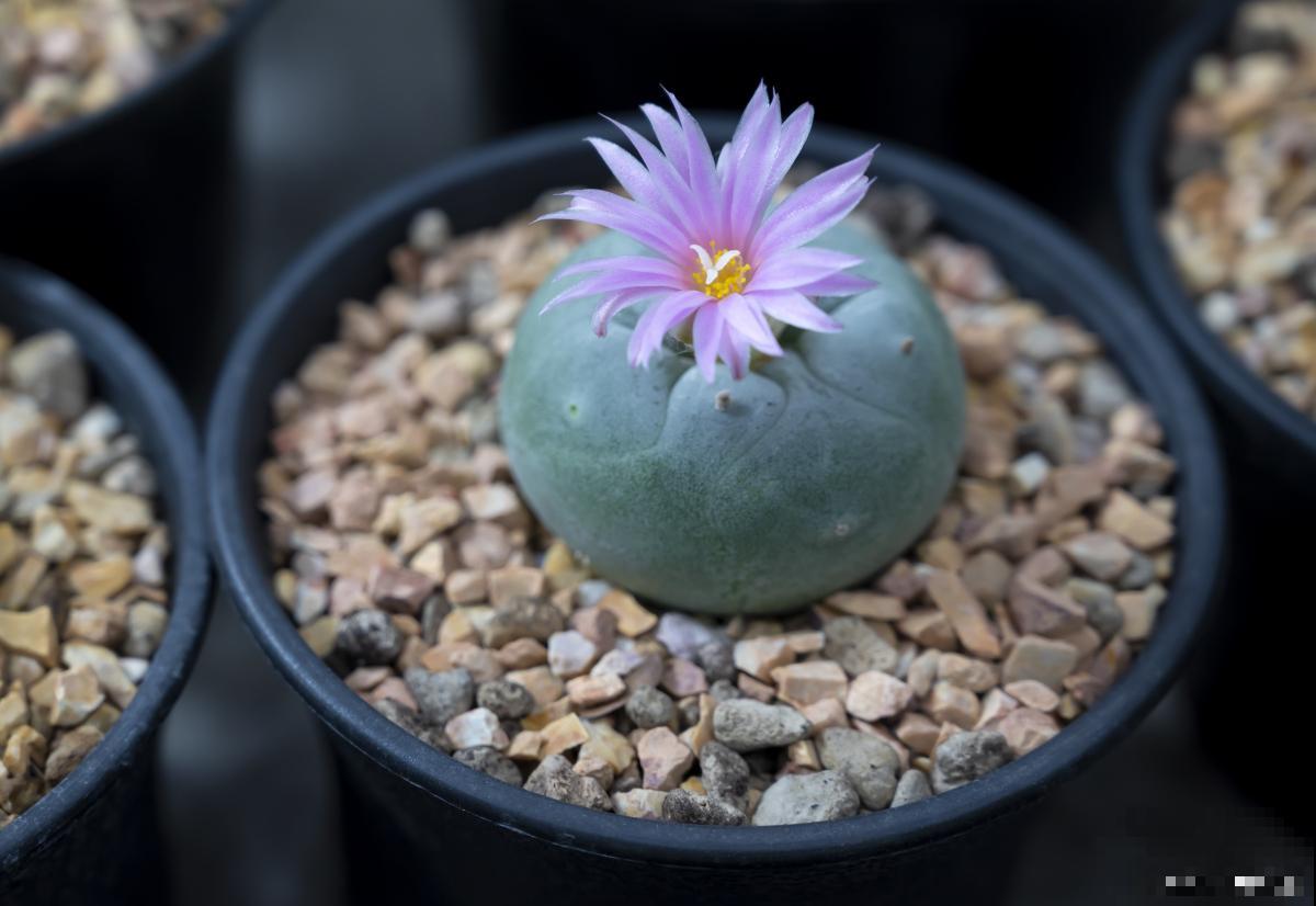 绯花玉什么时候开花