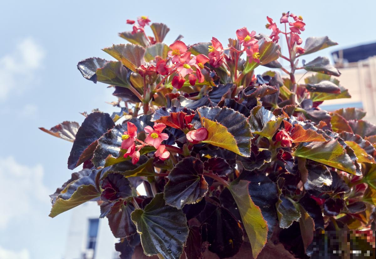 秋海棠如何繁殖？