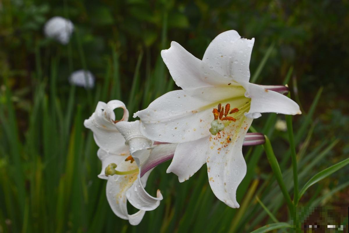 露地宿根花卉有哪些