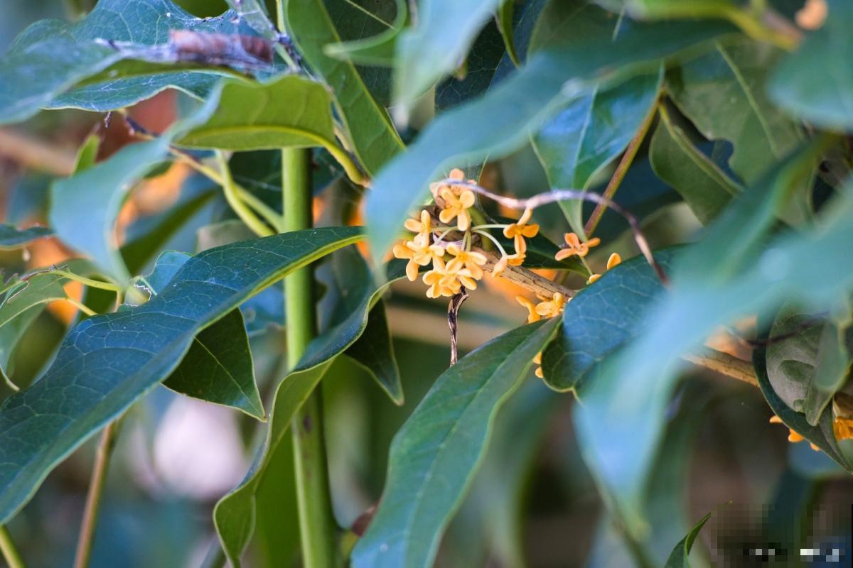 桂花树黄叶子怎么回事 桂花树黄叶子怎么回事