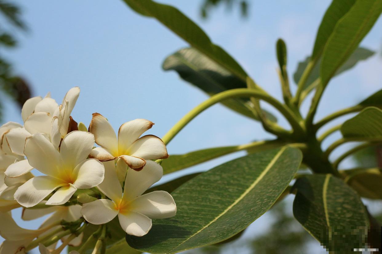 含笑如何养殖的? 含笑如何养殖的?