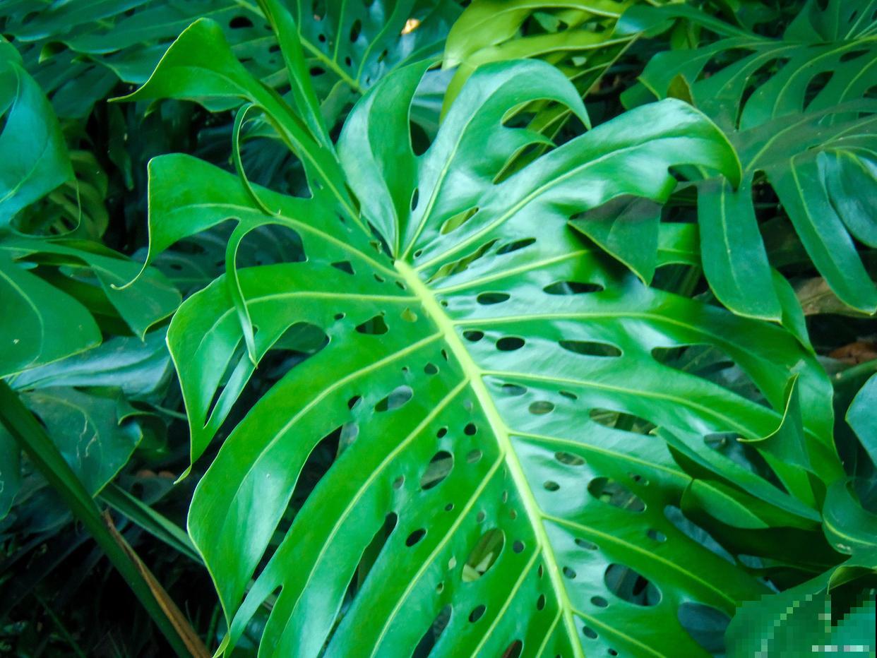 春羽怎么换盆的？