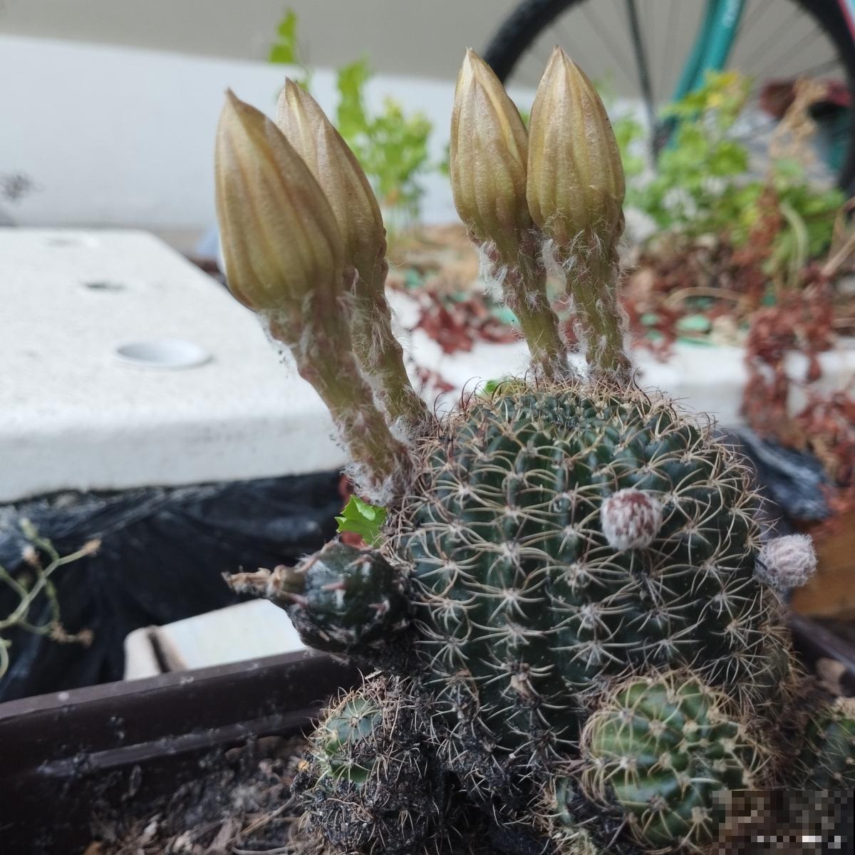 仙人掌怎么嫁接仙人球 仙人掌怎么嫁接仙人球