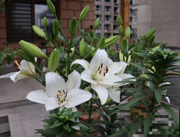 百合开花后，要想明年再次开花，这4步要知道