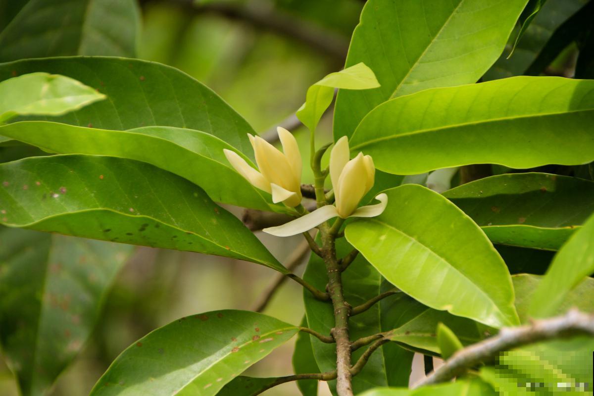 含笑如何养殖的? 含笑如何养殖的?