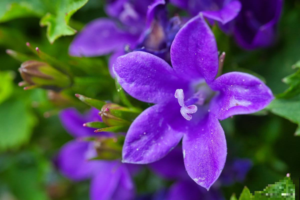 紫罗兰什么时候开