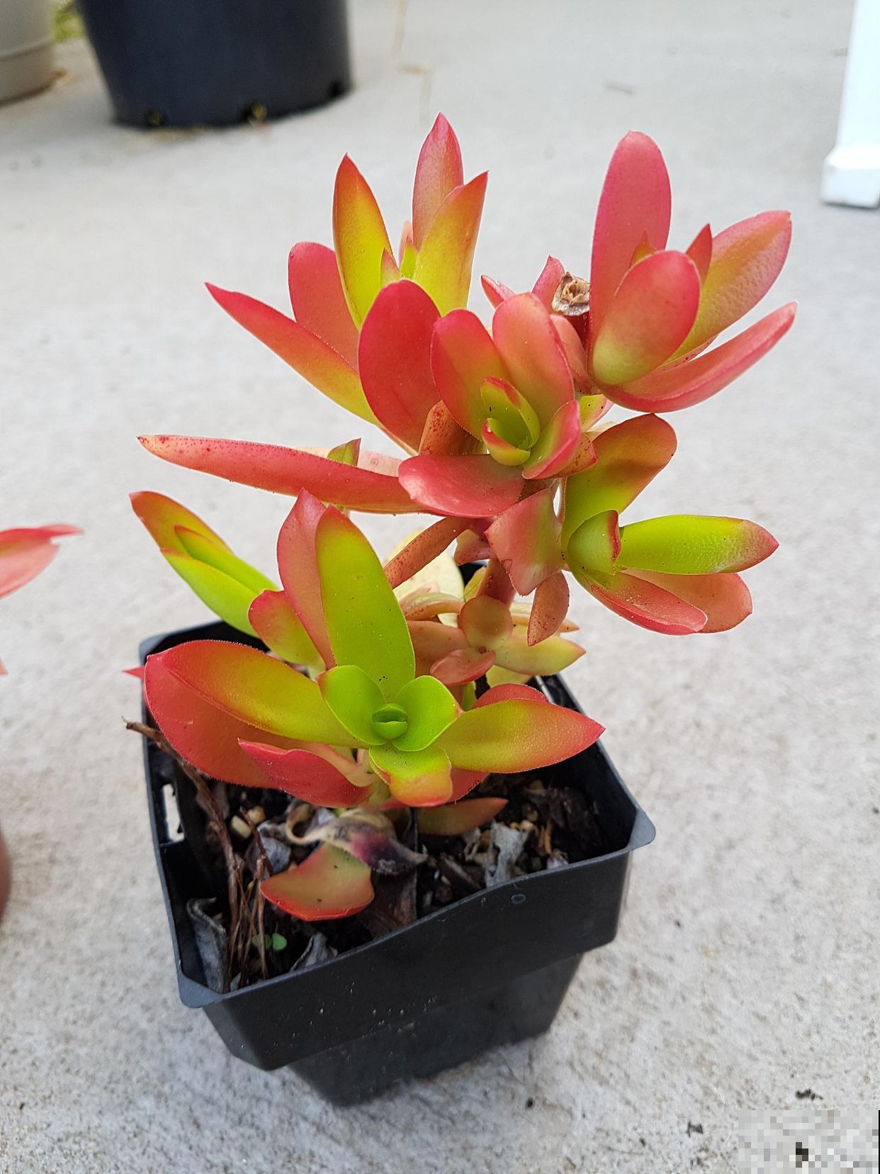 玫瑰火祭多肉怎么养