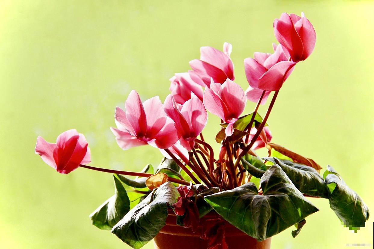 室内什么花好看又好养