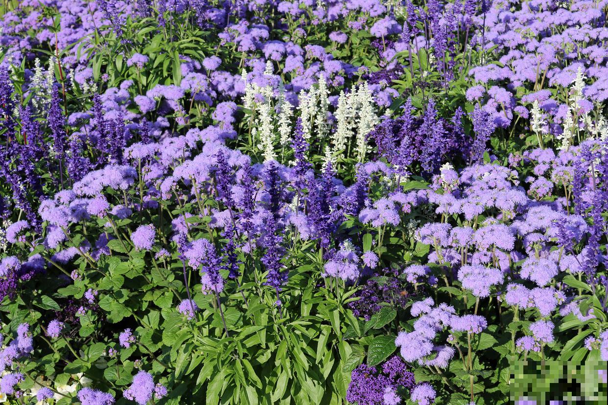 大花飞燕开花后怎么处理 大花飞燕开花后怎么处理