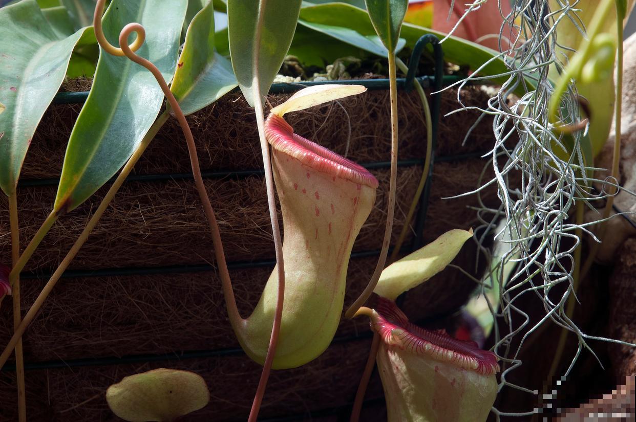 怎么养殖猪笼草？