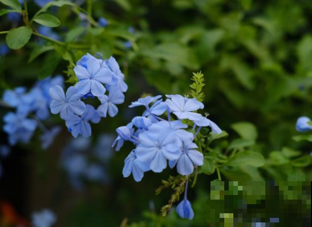 立秋后蓝雪花修剪，要记住这2点，来年更好的萌发新枝