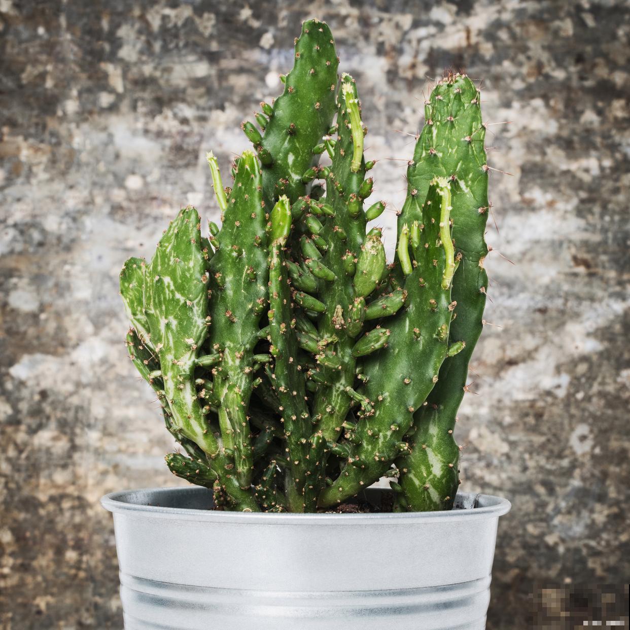 麒麟掌扦插怎么弄活 麒麟掌扦插怎么弄活