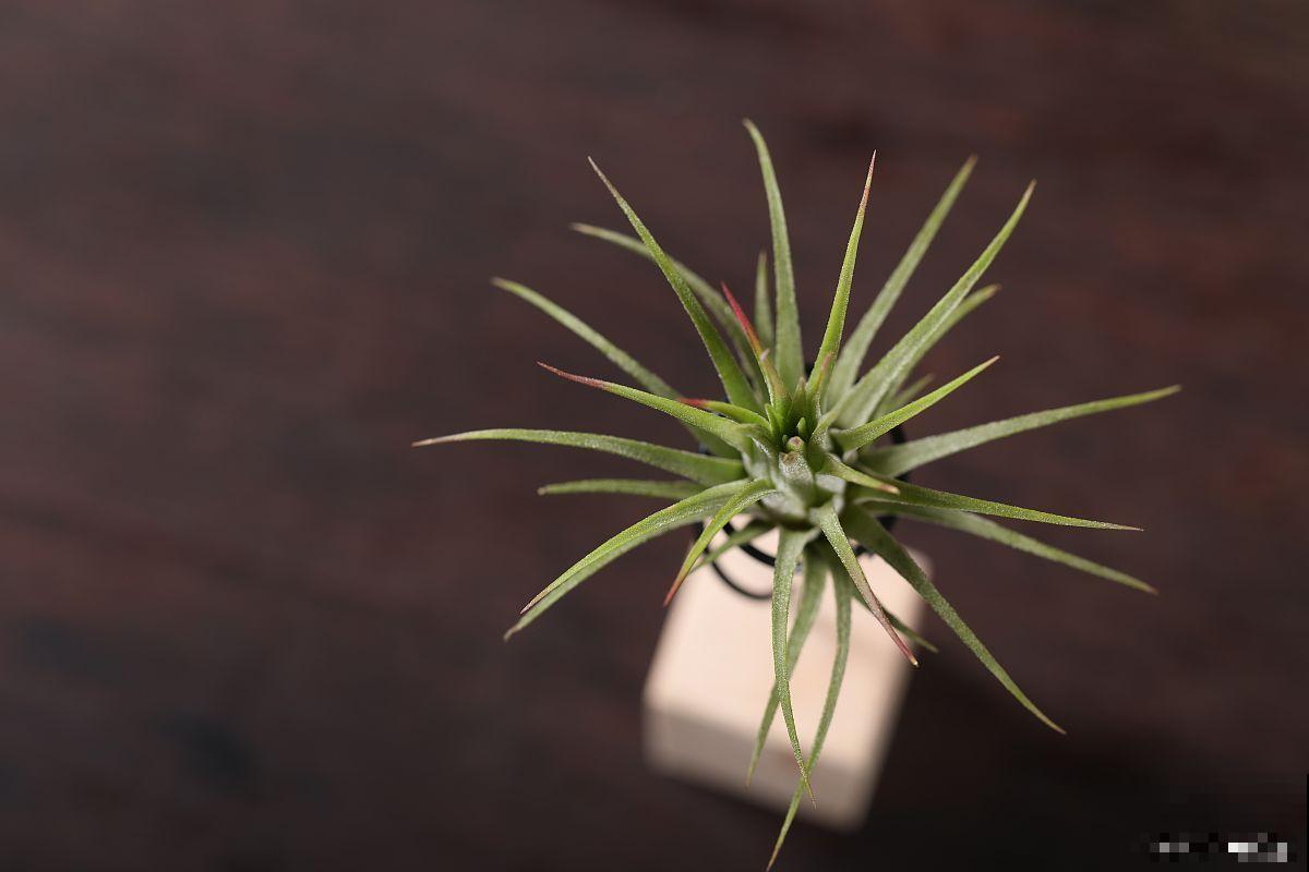 空气凤梨怎么种植 空气凤梨怎么种植