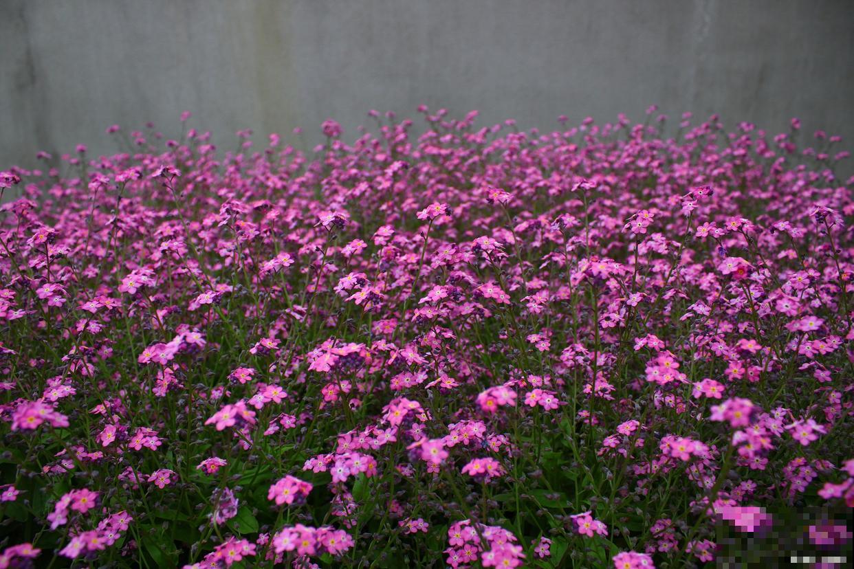 福禄考花期多久? 福禄考花期多久?