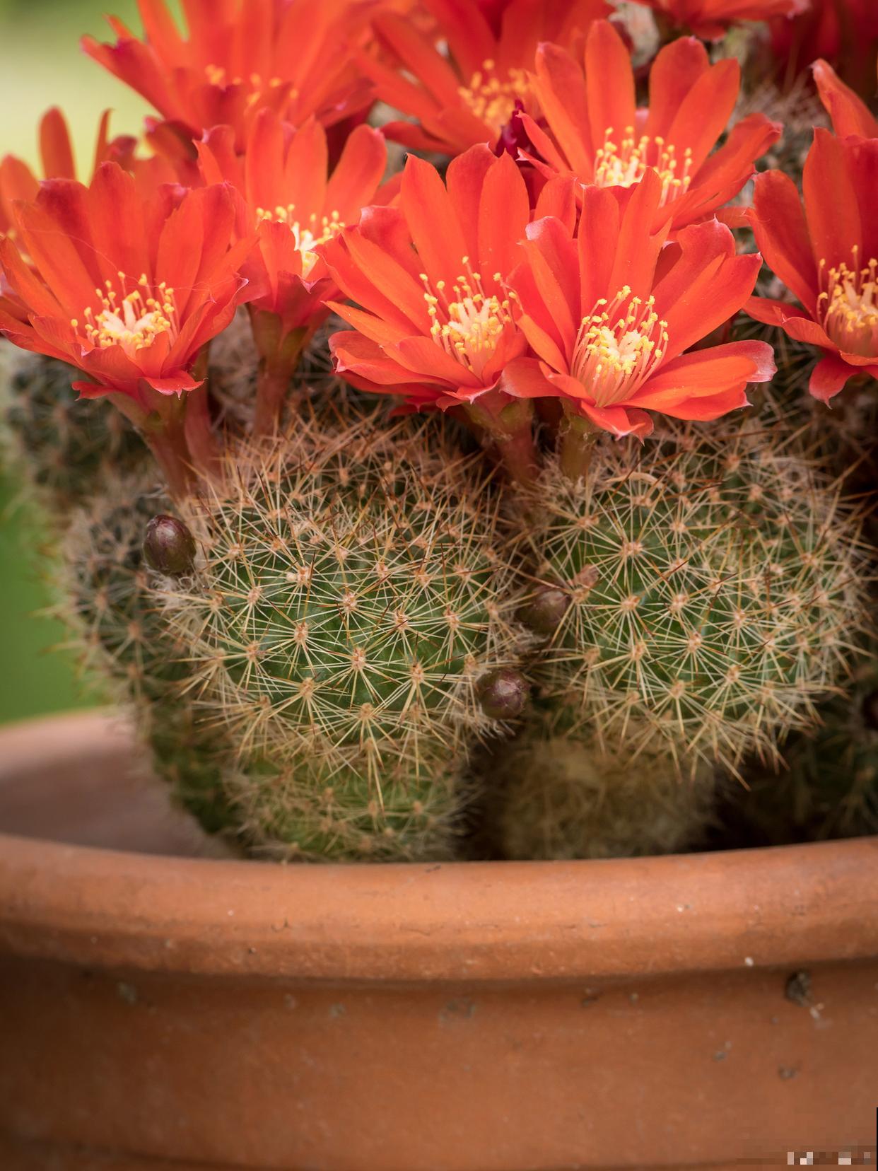 长不大的花有哪些