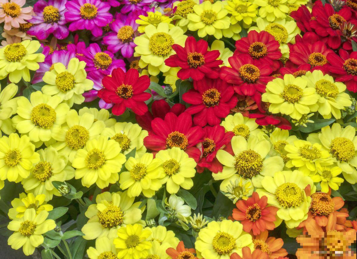 百日菊徒长怎么办