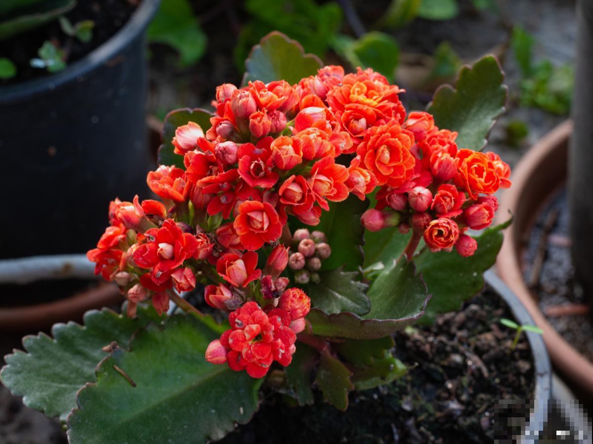 长寿花不爱长怎么办