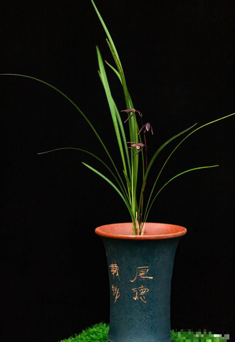 墨兰烂根了怎样才能长出新根