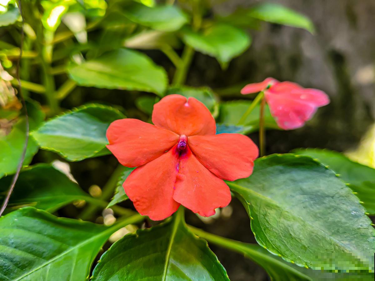 凤仙花施什么肥? 凤仙花施什么肥?