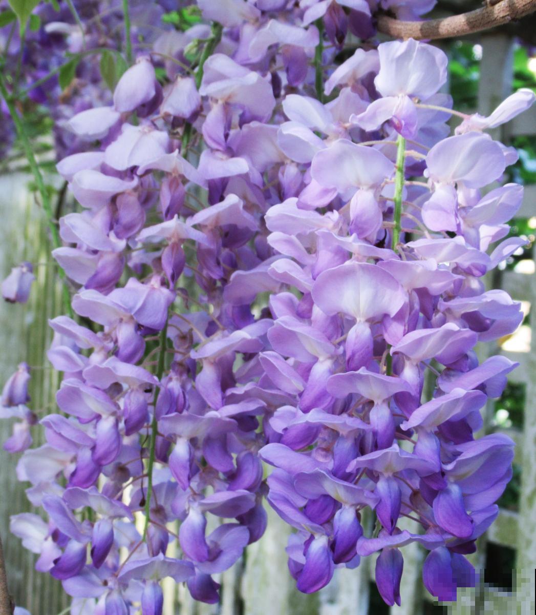 紫藤用什么肥料？