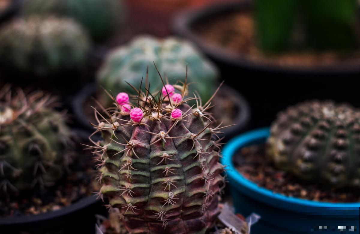 绯花玉仙人球如何繁殖