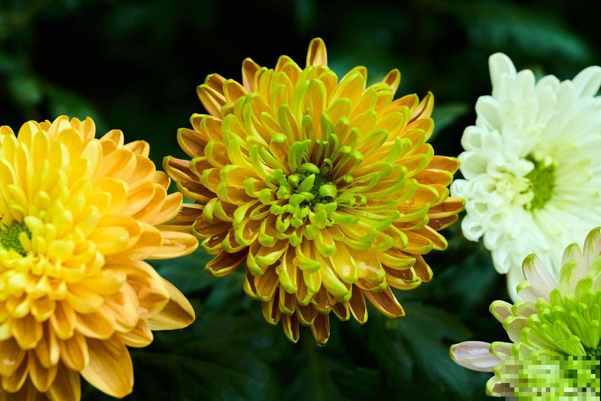 种植菊花用什么肥料