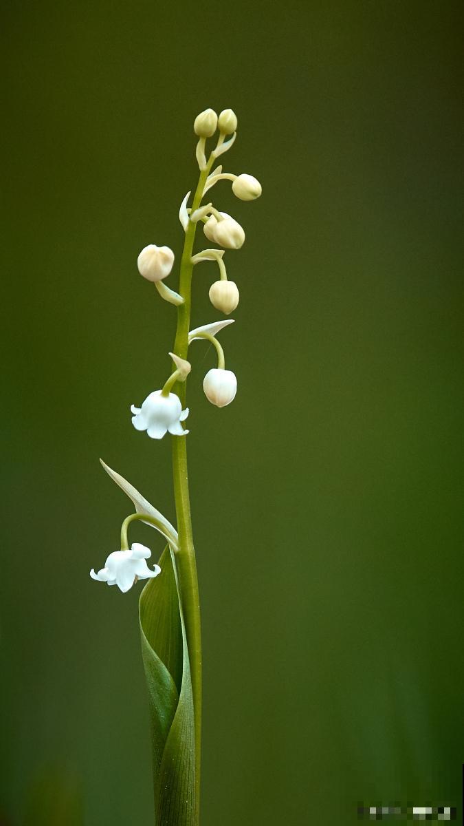 长不大的花有哪些 长不大的花有哪些