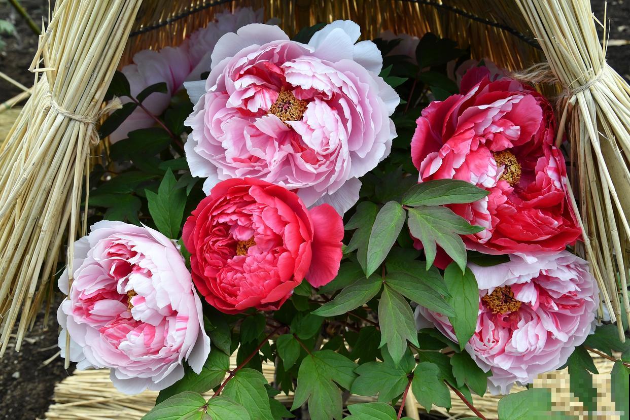 什么花是在夏天开的